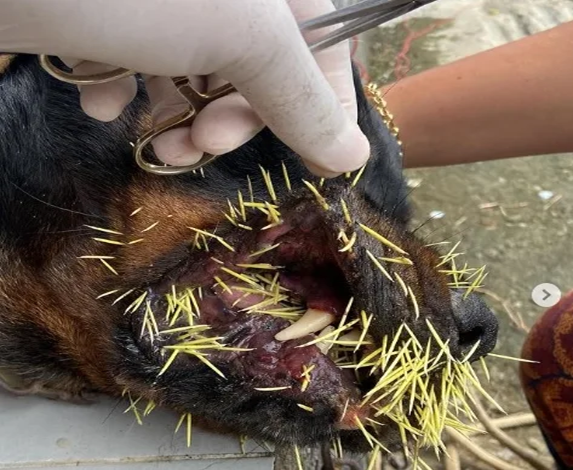 Porco-espinho é atacado por dois cães em Mutuípe